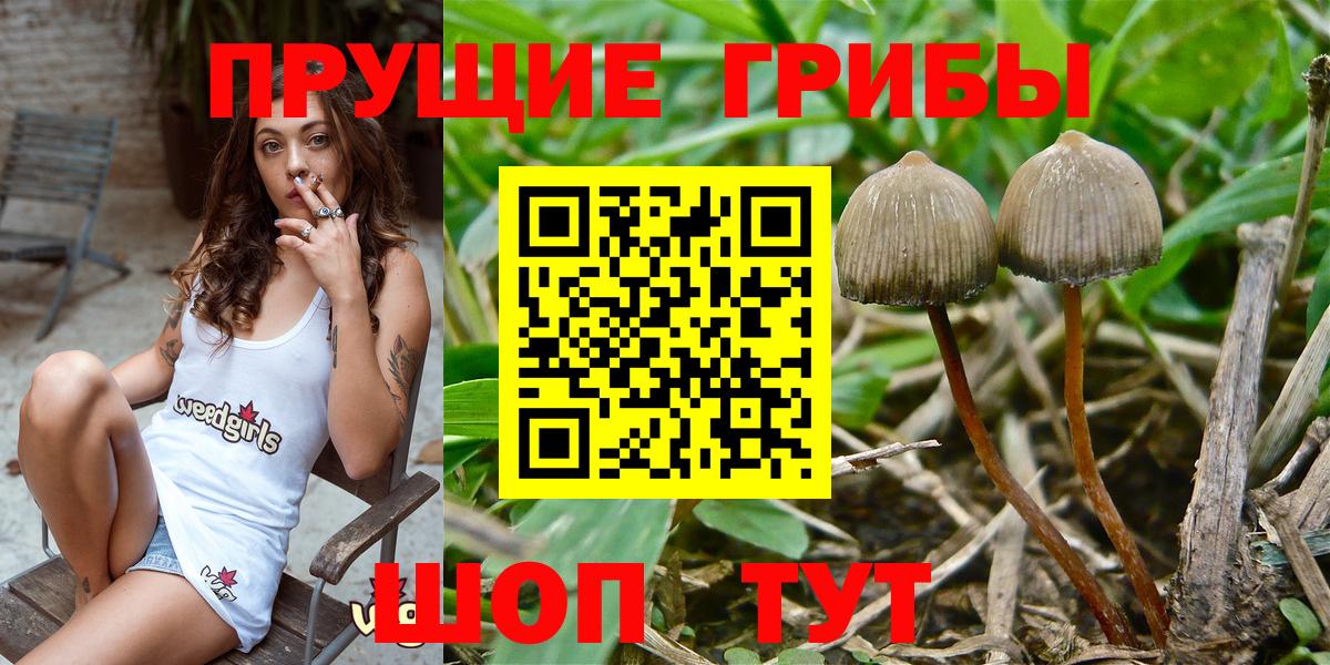 Псилоцибиновые грибы GOLDEN TEACHER  Ивантеевка 